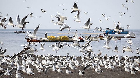 Рыбный остров